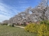 宮川堤「宮川堤の桜」
