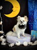 ノアちゃん「お月さまとわんこ🌛」