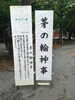 茅の輪神事「三嶋大社に夏越しの祓「茅の輪」が設置されています」