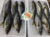 「魚魚市場鮮魚コーナーおすすめは「北海道産ホタテ」です♪」
