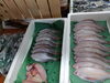 「📣本日入荷のお魚情報🐟」