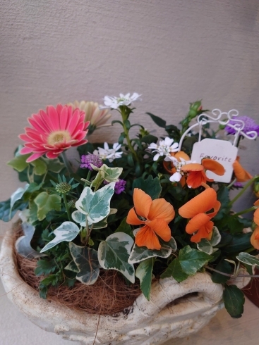 寄せ植えのご紹介 その3 ガーデニングショップ四季の里 株 窪田造園のニュース まいぷれ 朝倉 うきは 筑前 東峰 寄せ植えのご紹介 その3 ガーデニングショップ四季の里 株 窪田造園のニュース まいぷれ 朝倉 うきは 筑前 東峰