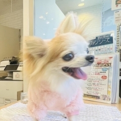 千葉中央駅！　ワンちゃんと一緒に、DOG&CAT JOKER 千葉Mio店へ遊びに行ってきました