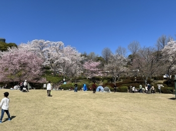 澄み切った青い空に満開になった桜とても綺麗でした♪