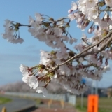 春うらら♪　霞ケ浦湖岸沿いの桜を探しに行ってきました