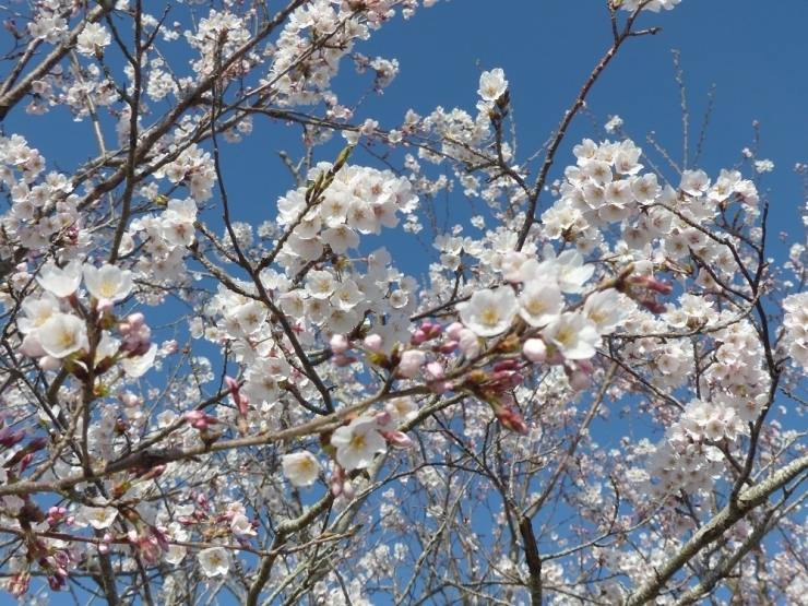 青空に桜はよく似合う♪　霞ケ浦湖岸沿いをなめがた日和「桜」探検に出発します。