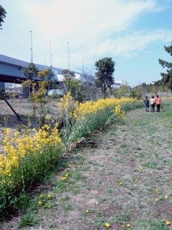 菜の花の黄色が青空に映える