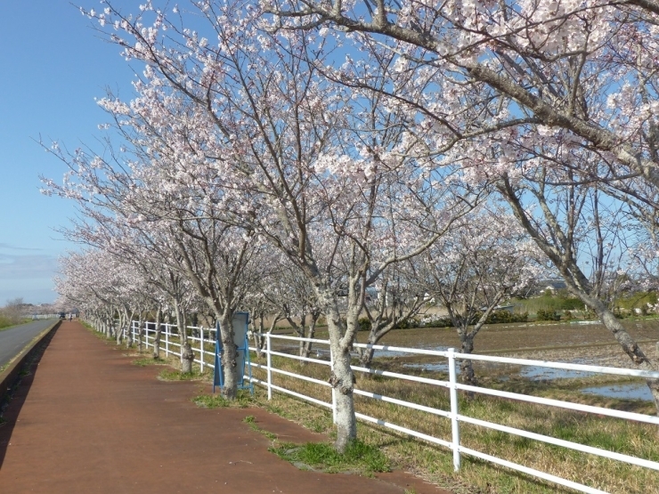 船津湖岸線の桜並木通り。お天気が良いのでゆったりお散歩。近くの田んぼでは田植えの準備が始まっていました。