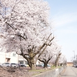 まいぷれ長岡編集部が見かけた『桜』　長岡工業高校