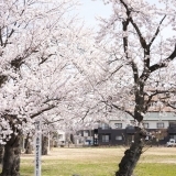 まいぷれ長岡編集部が見かけた『桜』　千歳公園