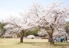 悠久山公園 長岡の桜 お花見スポット情報 まいぷれ 長岡市