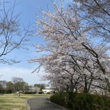 まいぷれ長岡編集部が見かけた『桜』　千秋が原ふるさとの森