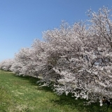 万本桜植樹帯