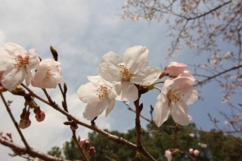 【桜3】