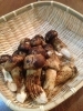 「しゃぶしゃぶ＆すき焼き☆ご注文で旬の松茸サービス‼」
