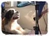 犬のお風呂屋さん ドッグカフェ Mira ミラ ペット まいぷれ 船橋市