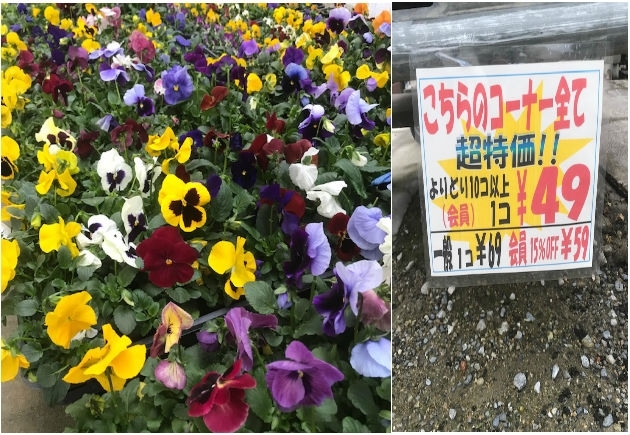 すべての美しい花の画像