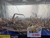 「1月4日13時からの松葉蟹ラインナップ！目利きの店主が贈る至高の逸品」