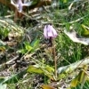 稲荷山公園見晴台下のカタクリ♪