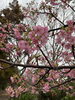 「〜桜のパワー🌸を頂に行って来ました〜」