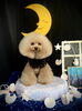 ぱにちゃん「お月さまとわんこ🌛」