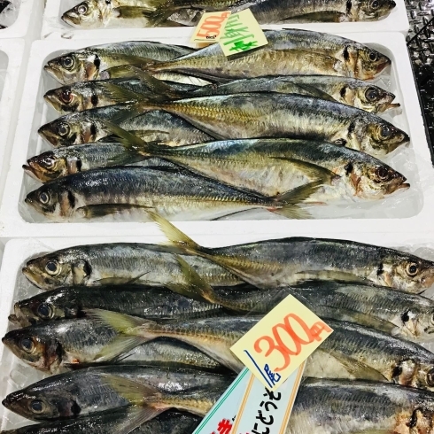 「魚魚市場おすすめ商品は「ビンチョウマグロ・シマイサキ」です♪」