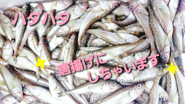 「○本日のお刺身○【島根県産】ヒラマサ、ヨコワマグロ　◎お惣菜もあります！」