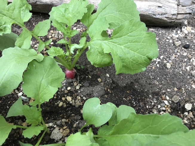 「ふらっとの野菜！」