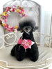 クッキーちゃん「わんこと秋桜🐾」