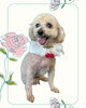 「Dog salon mofu mofu　余市町」