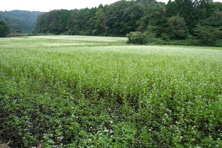 「そばの花が見頃です♪」