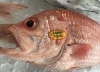 「魚魚市場鮮魚コーナーおすすめは「コショウダイ」です♪」
