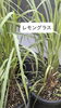 「【横山町店より】施術後もアフターティーでゆっくりと🫖🌿　八王子　タイマッサージサロンゆらぎ横山町店」