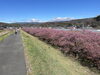 「函南桜といちご狩りツアーの添乗日記」