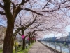 高岡　桜・お花見特集