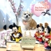 チワワ　カット「🐶ミックス犬、チワワ、ペキニーズ、トリミングのお友達🌸」