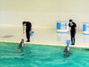 【土日時給最大２００円UP】小樽就労らしくワーク「おたる水族館🐧　思い出（３）　/小樽就労継続支援B型　らしくワーク」