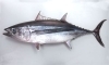ビンナガマグロ「魚の雑学　マグロの雑学（１）　マグロの種類　by ショッパー桜川」
