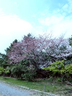園内に1本だけあった桜の木
取材日にはまだ五部咲きでした