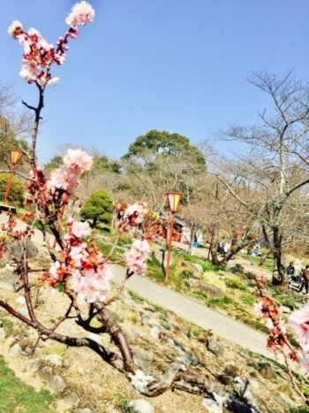 【先日、日岡山公園の桜の開花状況を取材してきました♪♪】