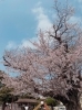 「新年度スタート応援！1ヶ月無料キャンペーン実施中です🌸」