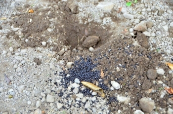 掘った土のところに肥料をまきます