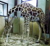 「まちの明るいnews☆富山市ファミリーパークにて赤ちゃんキリンが生まれました」