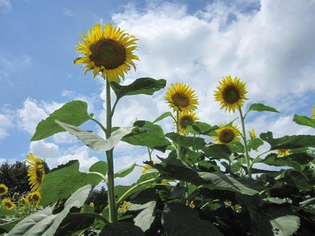 ひまわりは復興のシンボル 楽農だより さやまルシェ 狭山市