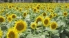 シュ-ルプランツ 超植物 世界一美しいひまわりの理想 シュ-ルプランツ 超植物 世界一美しいひまわりの理想 シュ