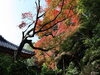 もうすぐ見頃？「紅葉を求めて　津市内その１」