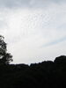 「いわし雲」