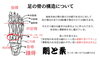 足は細やかな作りをしています「外反母趾の本当の問題は【親指の曲がり】ではありません。－テーピングで根本解決しない理由－」
