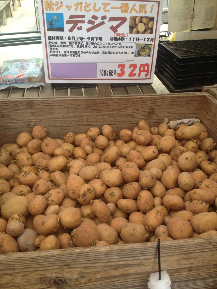 秋じゃがの種芋 販売中ー