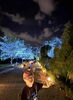 庭園散歩も幻想の世界「夜の二条城は光の世界」